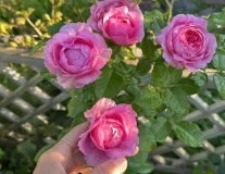 Роза `Шанталь Мерьё``Chantal Merieux`