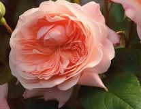 Роза `Chantal Thomass`