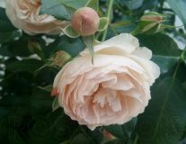 Роза `Шанталь Томас``Chantal Thomass`