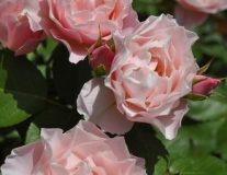 Роза `Дафна``Daphne`