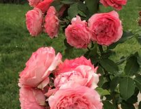 Роза японская`Корал Желе``Corail Gelee`