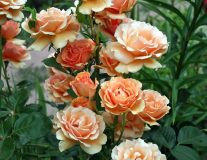 Роза `Ашрам``Ashram`