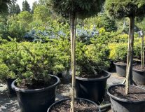 Сосна горная `Бенджамин``Benjamin`