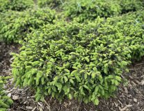 Ель сербская `Карэл``Karel`