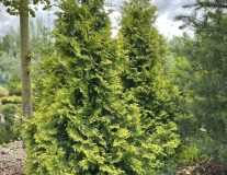 Туя западная 'Europe Gold' WRB ком