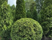 Туя западная `Брабант` `Brabant` ШАР