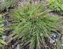 Можжевельник горизонтальный `Андорра Компакт``Andorra Compact`