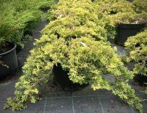 Можжевельник горизонтальный `Голден Карпет``Golden Carpet` - D80-100см, C25