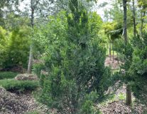 Можжевельник китайский `Спартан``Spartan`