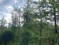 Лиственница Маргилинда - 600-700см