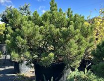 Сосна горная `Винтер Голд``Winter Gold`