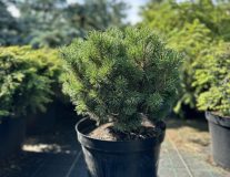 Сосна горная `Мопс``Mops`