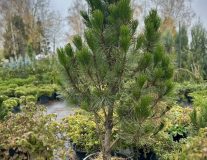 Сосна черная `Пирамидалис` `Pyramidalis`