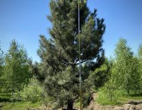 Сосна черная