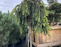 Ель обыкновенная `Инверса``Inversa`