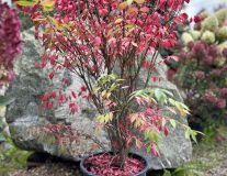 Бересклет крылатый `Компактус``Compactus`