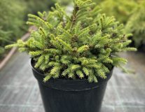 Ель обыкновенная `Олендорфи` `Ohlendorffii`