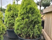 Туя западная `Sunny Smaragd` контейнер