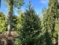 Пихта корейская `Самлинг``Samling`