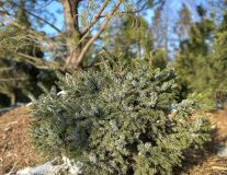 Ель сербская `Нана``Nana` - 80-100см, WRB