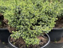 Ель сербская `Пимоко``Pimoko`