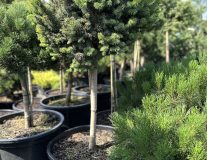 Ель обыкновенная `Зиллерталь` `Zillertal`