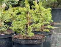 Ель обыкновенная