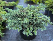 Ель колючая `Waldbrunn` контейнер