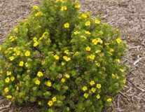 Лапчатка кустарниковая