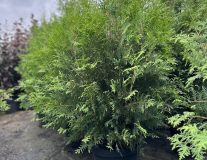 Туя западная `Брабант``Brabant`