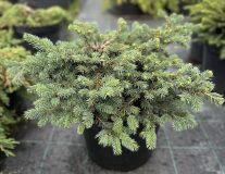 Ель колючая `Вальдбрун` `Waldbrunn`