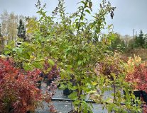 Спирея `Билларда`