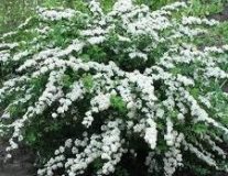 Спирея ниппонская