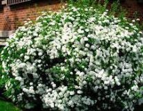 Спирея японская `Альбифлора``Albiflora`
