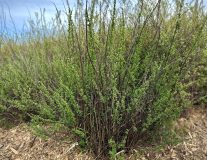 Спирея ниппонская `Сноумаунд``Snowmound`