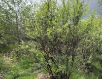 Спирея острозазубренная`Аргута``Arguta`