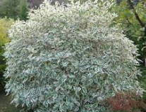 Дерен белый `Сибирика Вариегата``Sibirica Variegata`