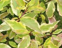 Дерен белый `Гоучаулти``Gouchaultii`