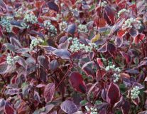 Дерен белый `Миракл``Miracle` Verpaalen 2