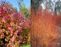 Дерен кроваво-красный `Мидвинтер Файер``Midwinter Fire`