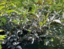 Бузина черная `Блэк Бьюти``Black Beauty`