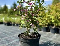 Вейгела цветущая `Гюстав Малле``Gustave Malle`