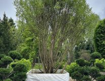 Ива ломкая ШАР