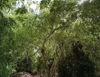 Ива извилистая