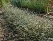 Ива ползучая `Грин Карпет``Green Carpet`