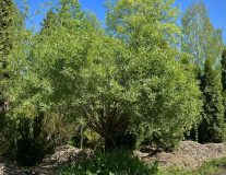 Ива ломкая ШАР