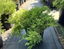 Микробиота перекрестнопарная `Лукас` `Lucas`