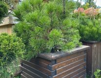 Сосна горная `Винтер Голд``Winter Gold`