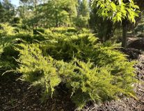 Можжевельник Пфитцериана `Ауреа``Aurea`