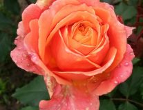 `Эмильен Гийо``Emilien Guillot`